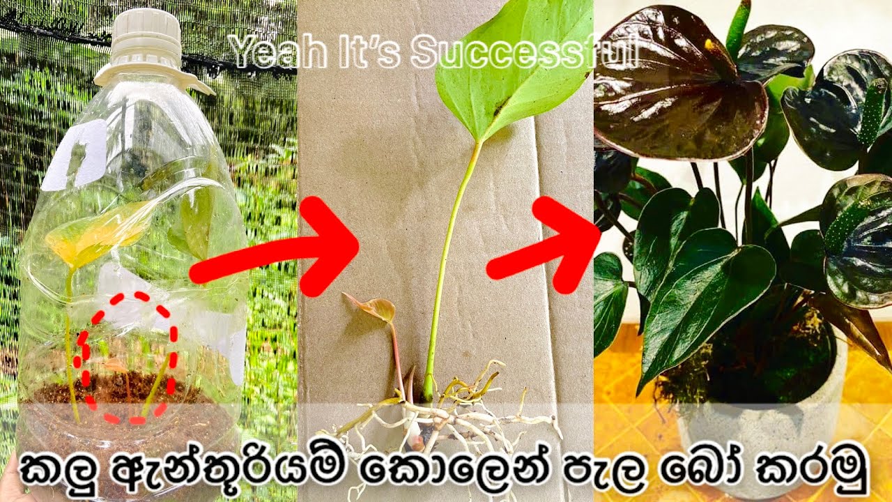 කොලෙන් පැල බෝ කරන නිවරදි ක්‍රමය. 100% ක් සාර්ථකයි. #hishi #srilanka #anthurium #anthuriumcare