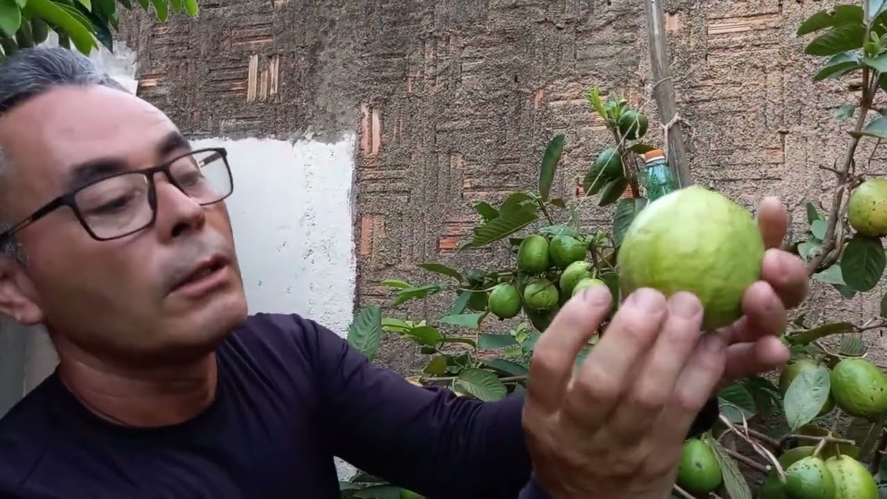 COMO FAZER A PODA DA GOIABEIRA CORRETAMENTE