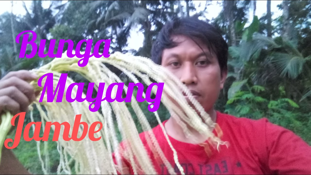 Bunga Mayang Jambe @sulipanorama