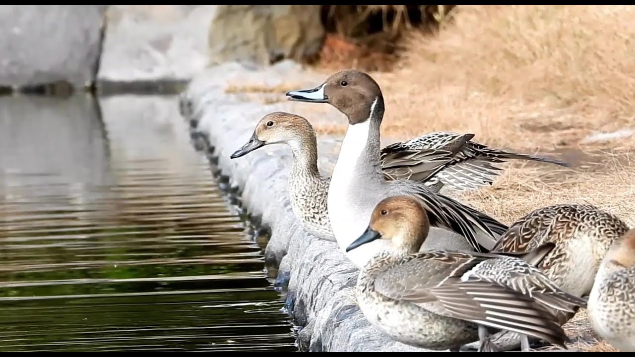 A Flock of Northern Pintails Enters the Pond One by One