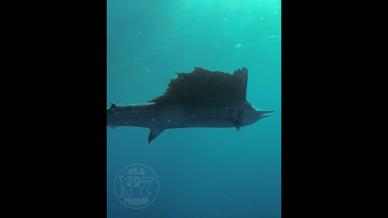 Swimming with a sailfish | Old No. 7 Fishing Clips