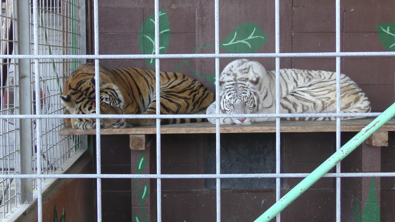 ホワイトタイガー と ベンガルトラ (しろとり動物園) 2019年3月1日