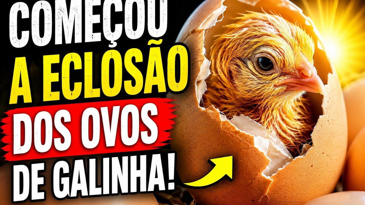 Começou a eclosão dos ovos 