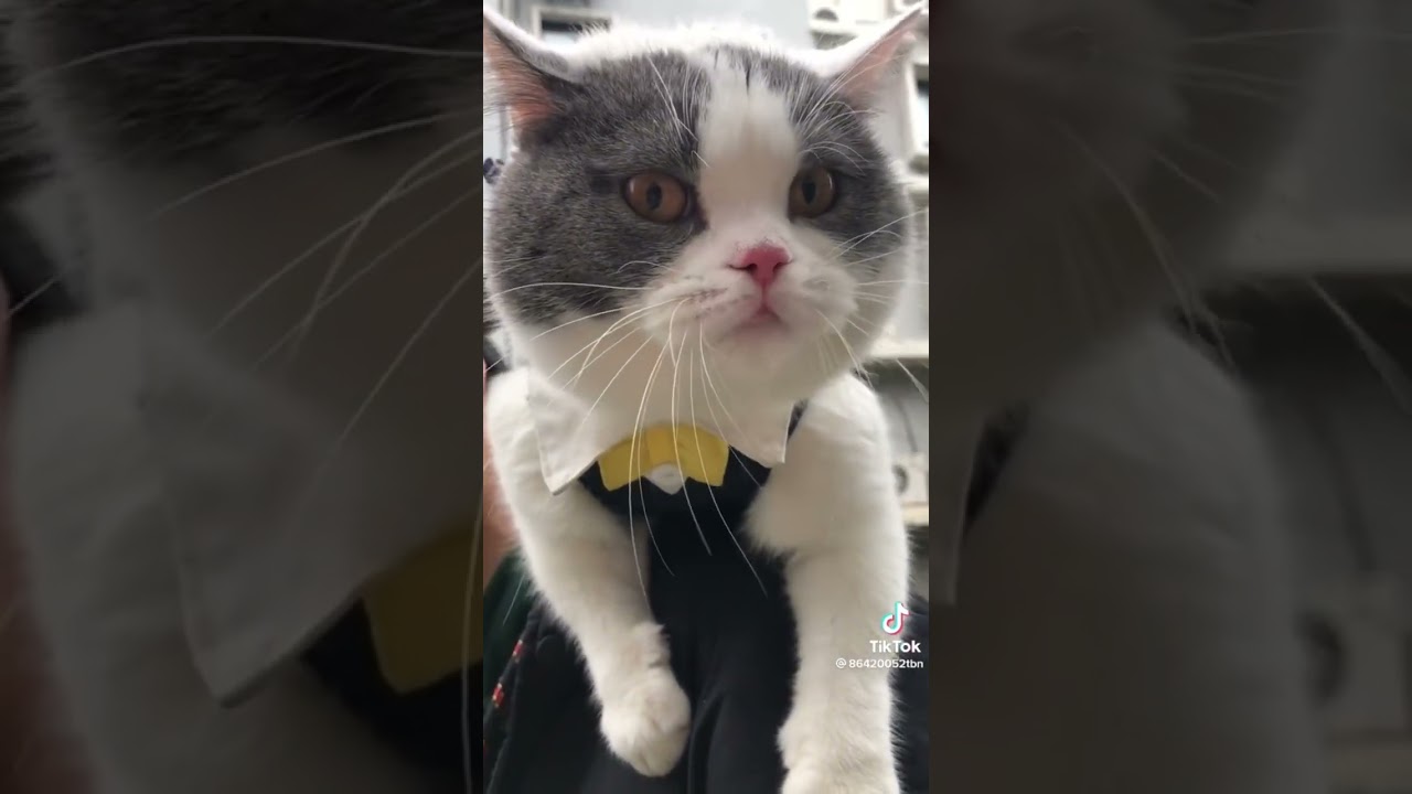 Cat Wants All The Smoke🐱💆&zwj;♂️🥊🌪🤣 #meow ☯️