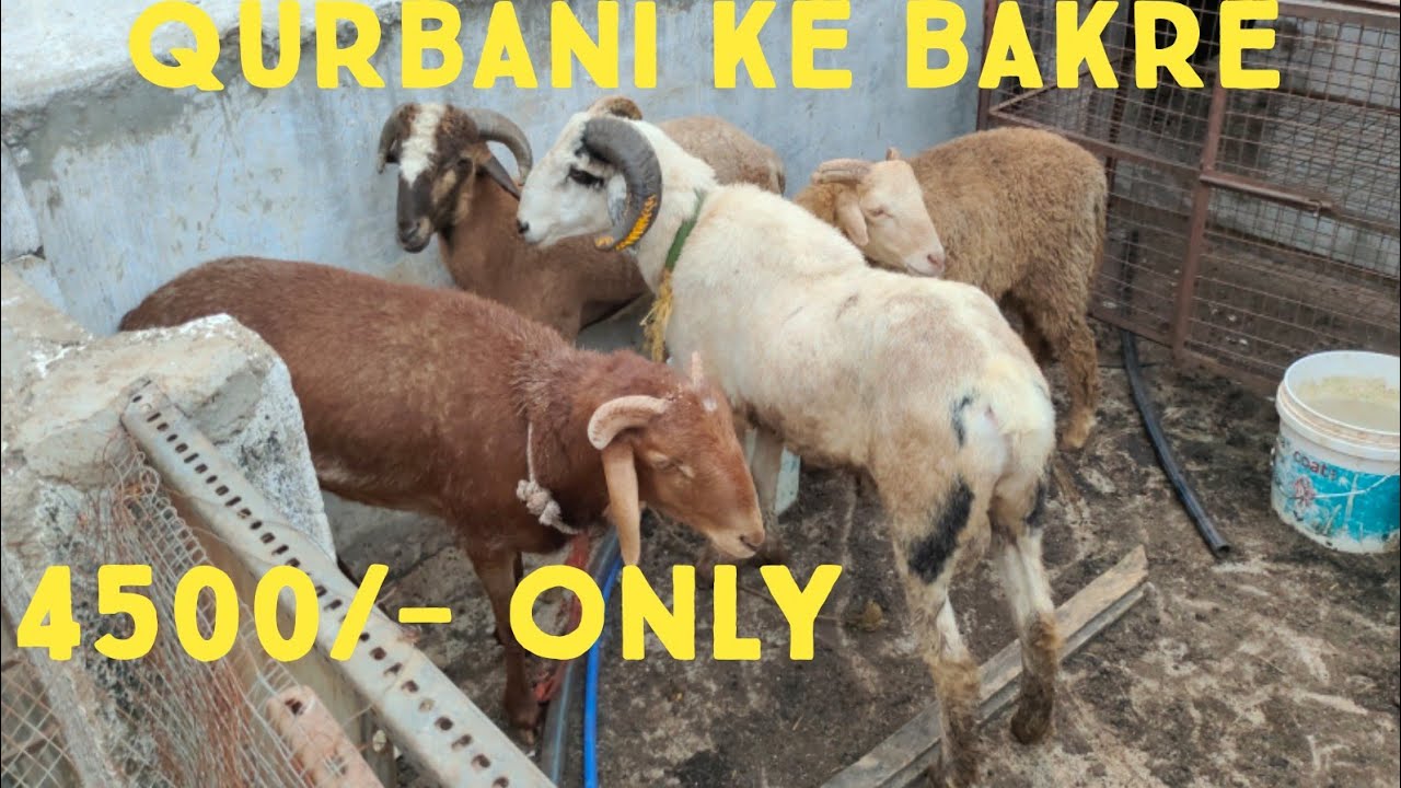sold outTelangana baby sheep for sale in Hyd | vilayati female | rampuri baby sheep | qurbani eid