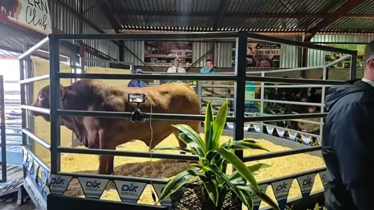 Droughtmaster Eastern Club Sale 2024 live from Daniëlsrus.