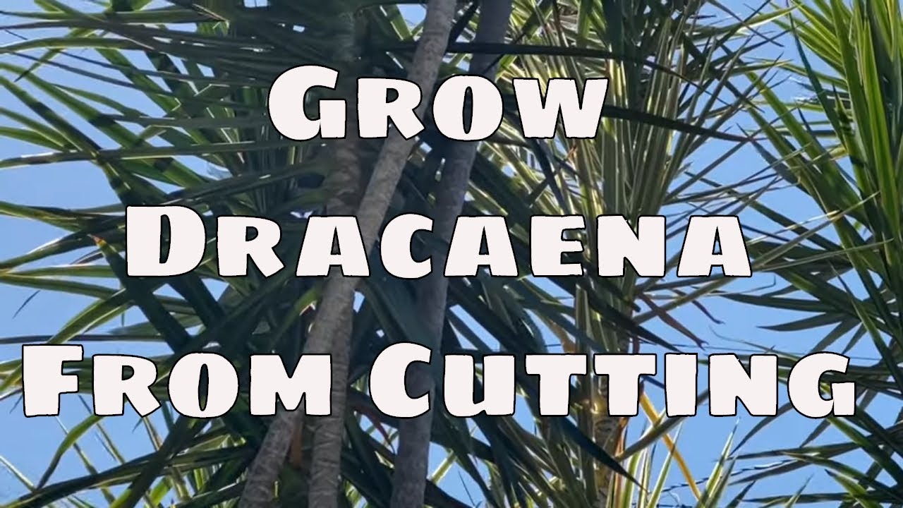 Grow Dracaena Marginata From Cutting Care Propagation with Updates Tropical Plant