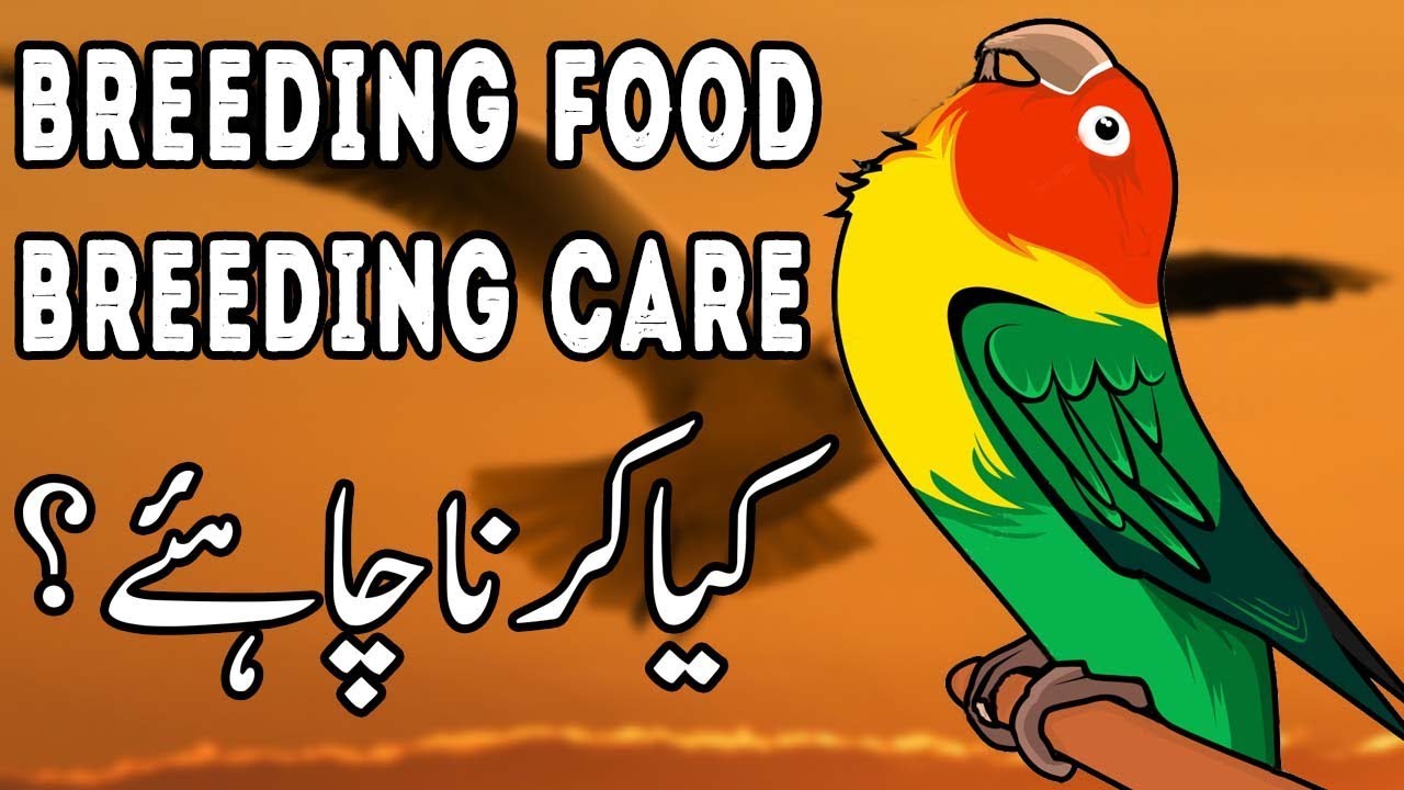 how to care birds while breeding budgerigar or parrot breeding.Video No 410
