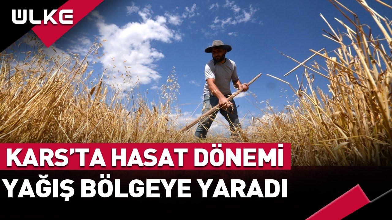 Kars'ta Hasat Tüm Hızıyla Devam Ediyor İşte O Özel Görüntüler