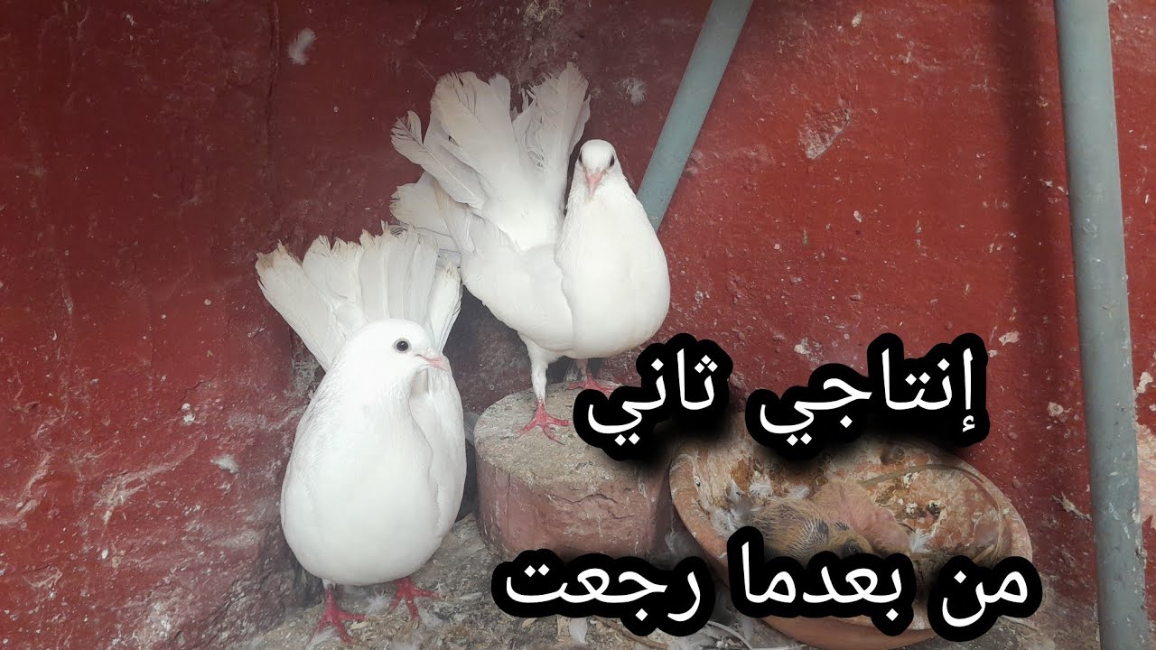 إنتاجي الثاني  من زغاليل خينيسي و عنبر + توليعة مسائية + إنتاج زغاليل من نوع آخر