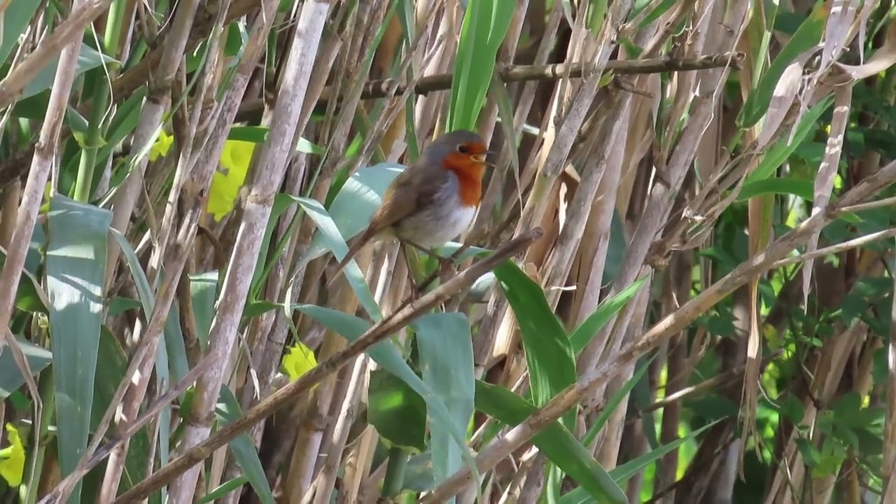 Petirrojo de Gran Canaria cantando.  Erithacus rubecula rubecula