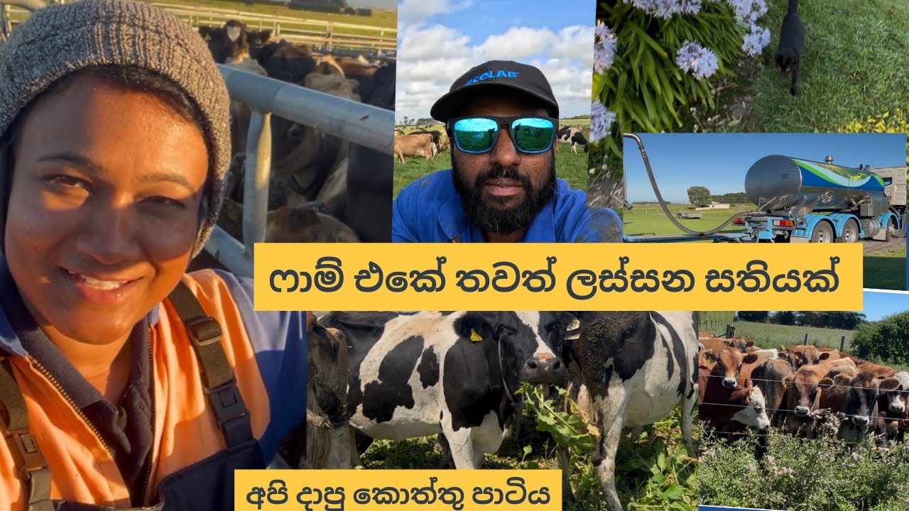 නවසීලන්තයේ උෂ්ණත්ව අධිකම කාලයේ //Dairy farm life New zealand 🇳🇿#travelfarmer 