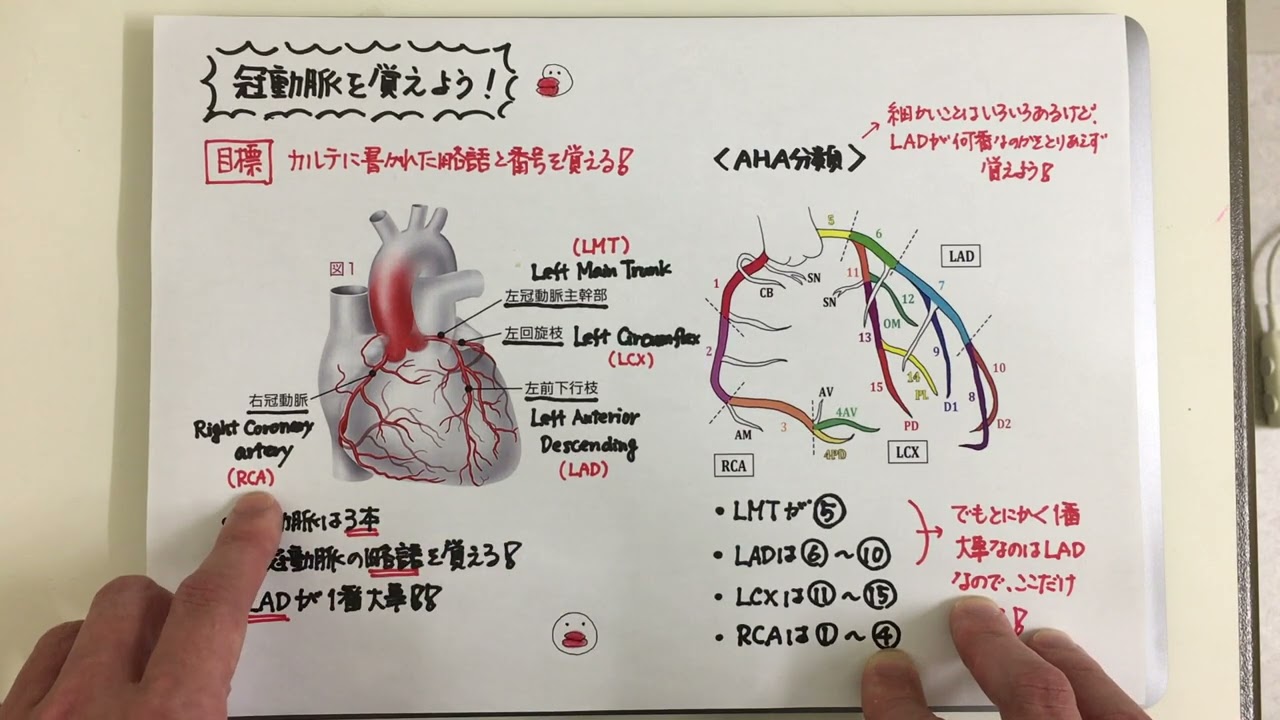 【ゆる〜い講義ビデオ】冠動脈を覚えよう①