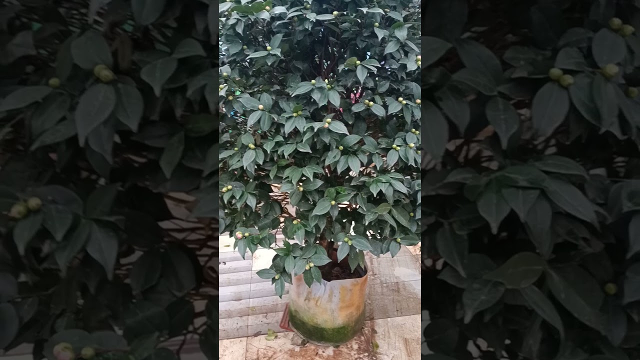 13/12/2024/ tr&agrave; My chơi hoa l&agrave;m qu&agrave; biếu tết LH 0975305373
