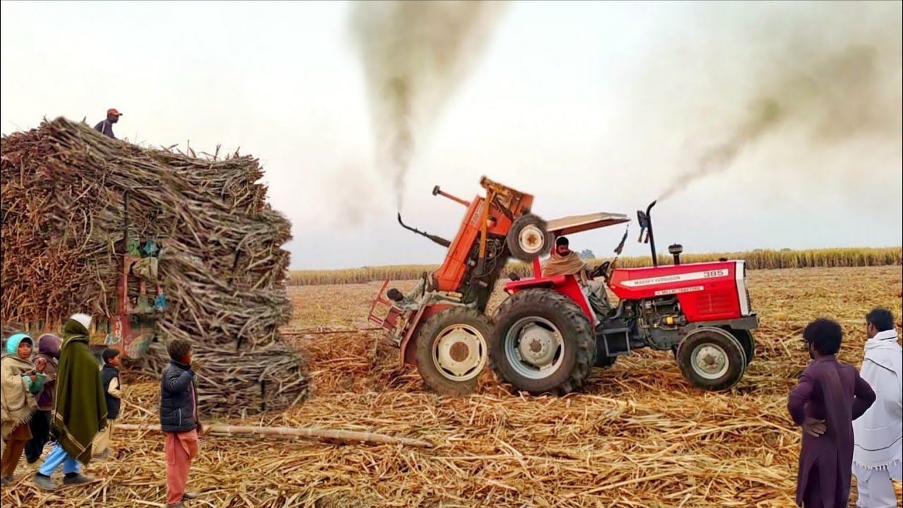 mf 385 tractor power stunts |  Massey Ferguson Tractors pulling load sugarcane trolley | 4k Ultra HD