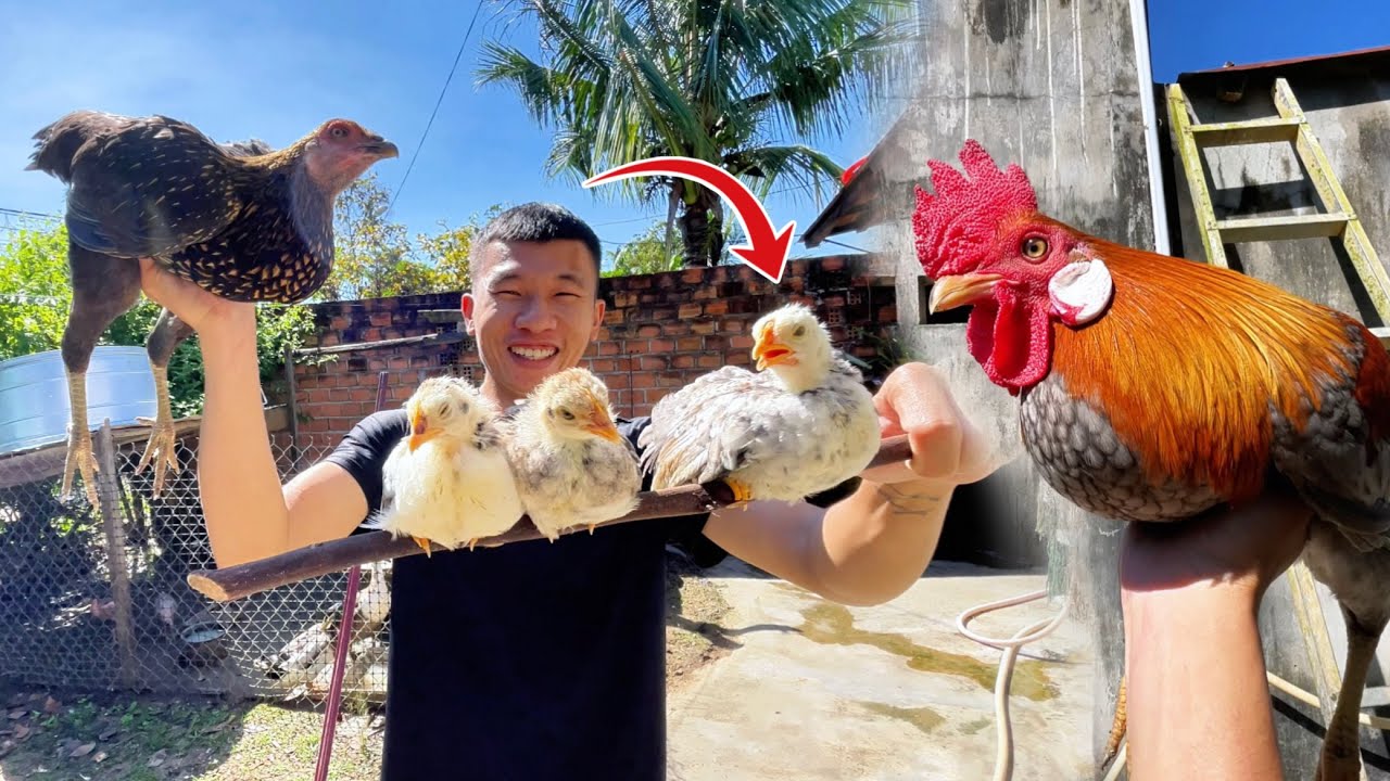 Chơi Lớn Thả Hết Đàn Gà Và Vịt Ra Ăn Vườn Rau Của Mẹ 😂 | Tí Xi