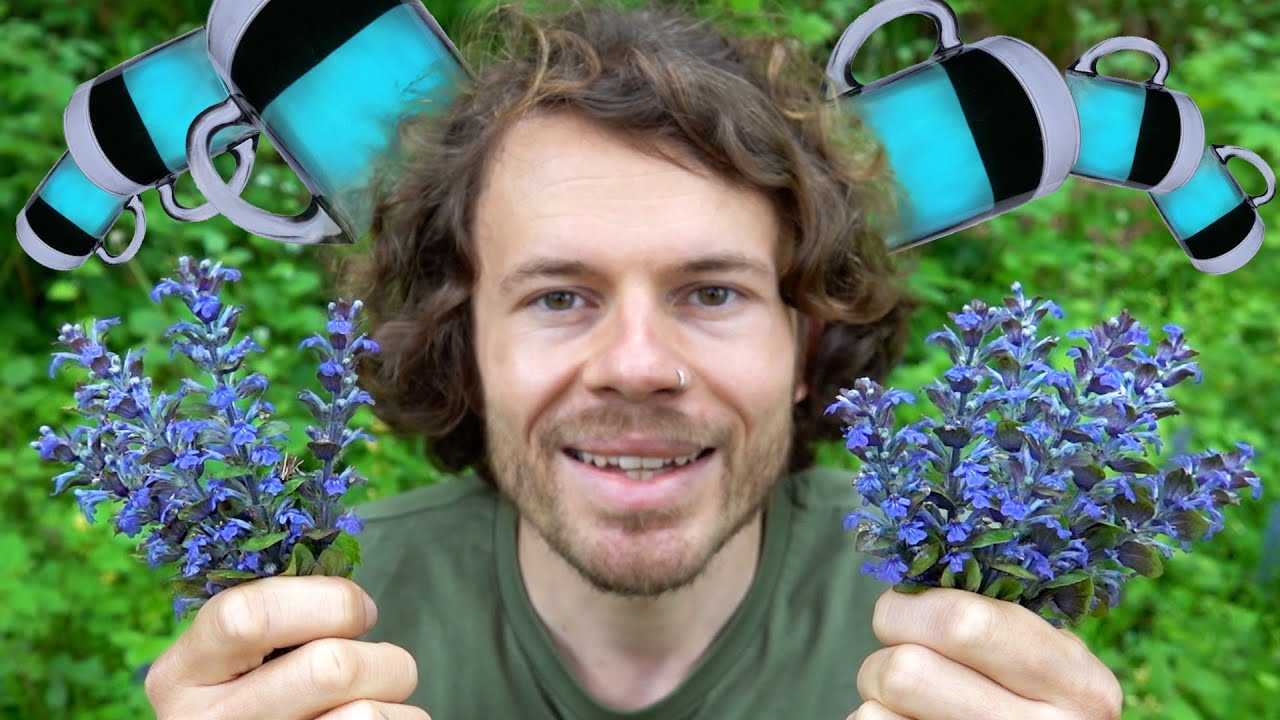 Von vergessenen Wildkräutern und blauem Powertee