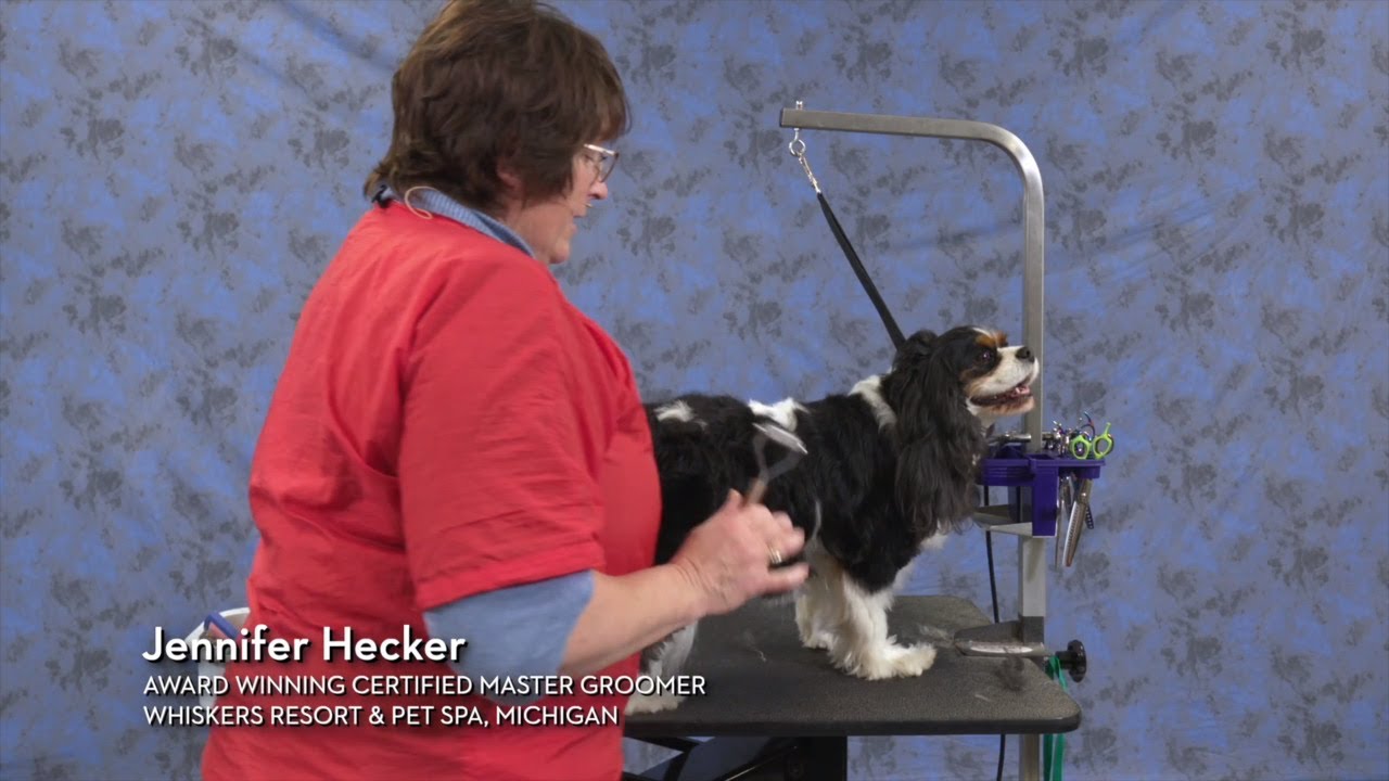 Grooming a Pet Cavalier in a Sporting Style Trim FREE PREVIEW