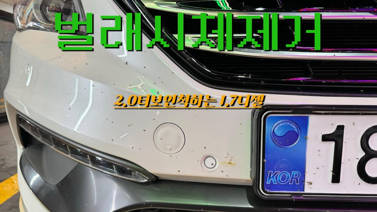 LF소나타 2.0 터보 인척 하는 1.7디젤 세차하기(벌레시체 제거)