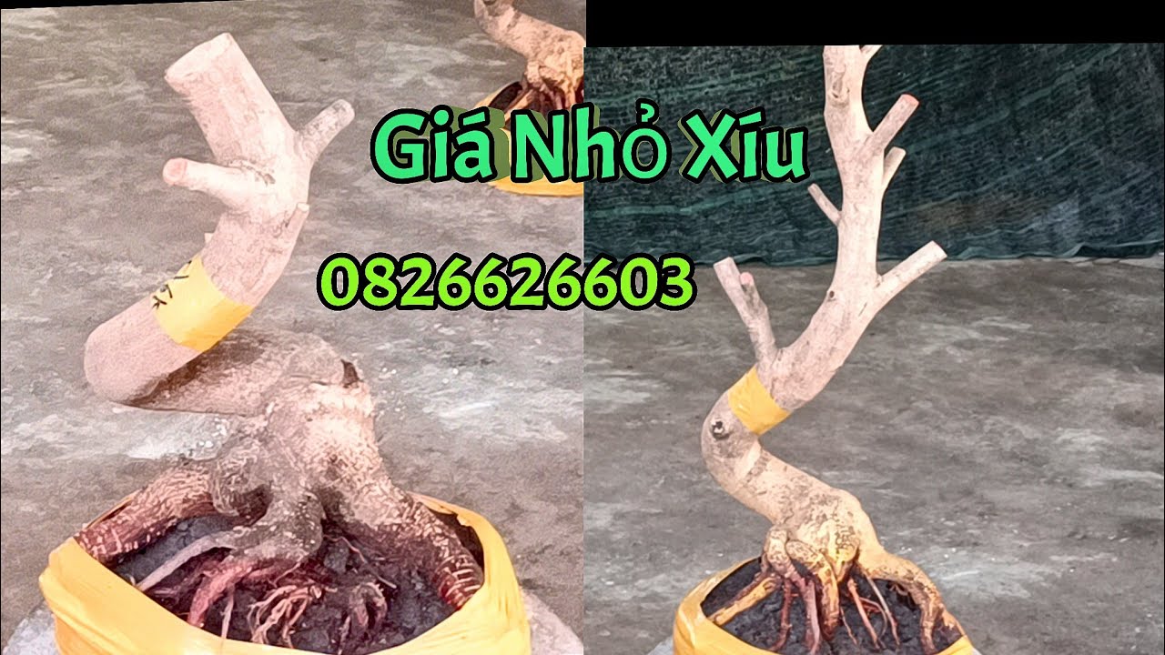 Giá Nhỏ Xíu.. ngày 21/2 ☎️0826626603 AN. Phôi mai Bonsai Lắc Quái Đẹp đế Vip Lực. @AnChoGao 