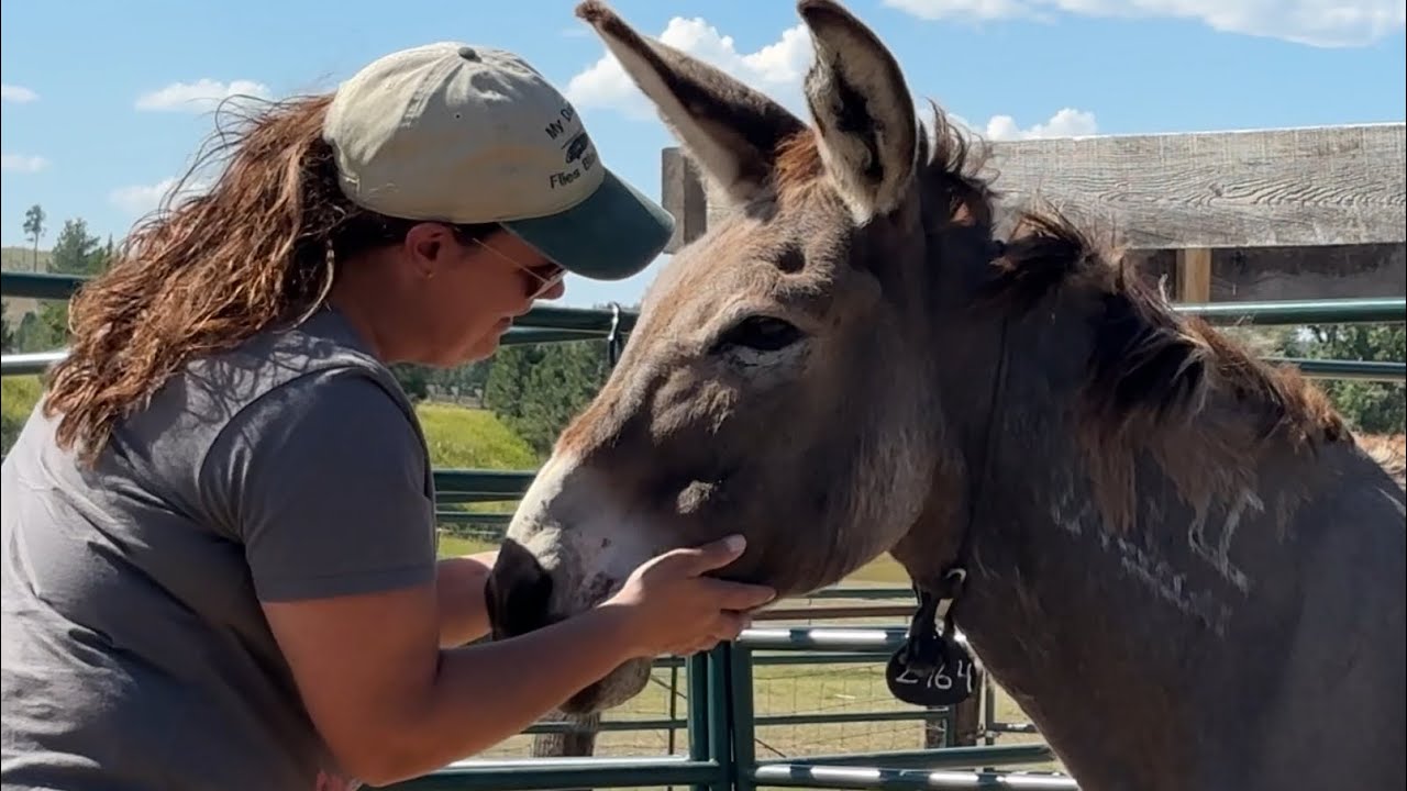 How to Help a Scared Donkey Trust People (Wild Burro Squirrel)