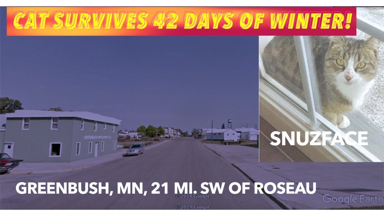 Amazing Cat Survival Story In Northern Minnesota