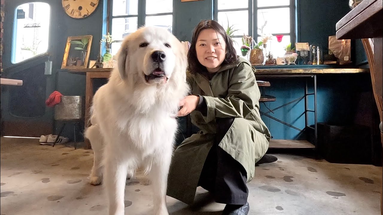 デカい犬がお洒落カフェで爆睡…超大型犬と過ごす休日
