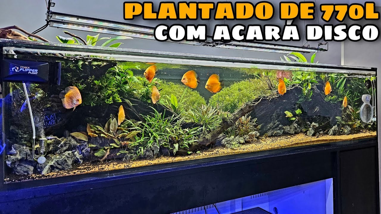 AQUÁRIO PLANTADO ENORME DE 770L COM ACARÁS DISCOS