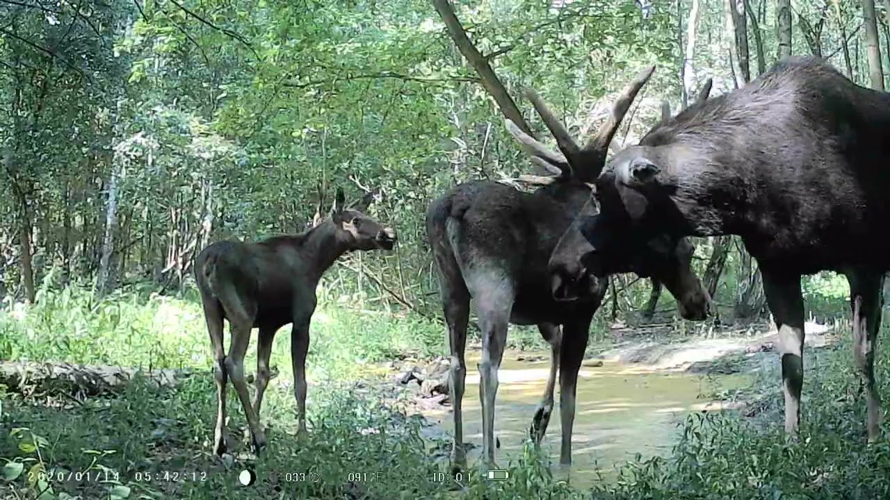 Bukowisko trail camera fotopulapki łosie