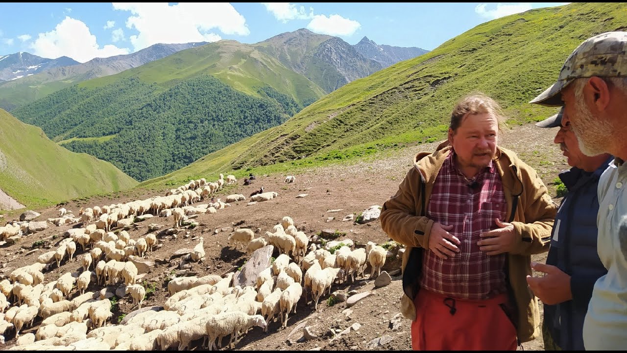Горный Дагестан.  У чабанов.  Дойка овец.  Молоко и сыр