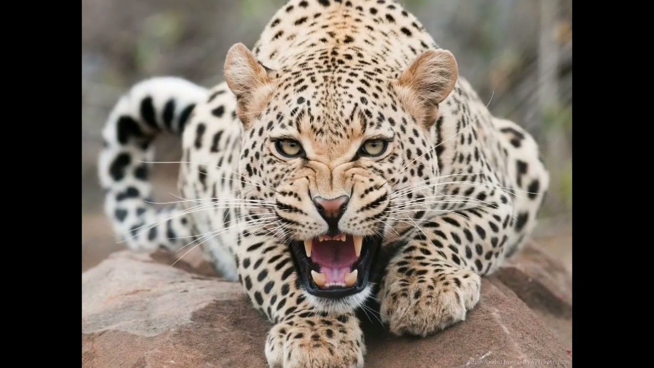 leopard sounds