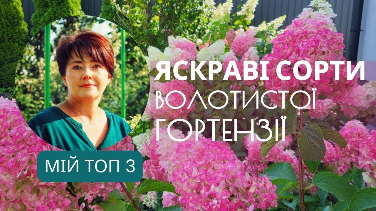 Який сорт найяскравіший? ТОП-3 яскравих волотистих гортензій з мого саду
