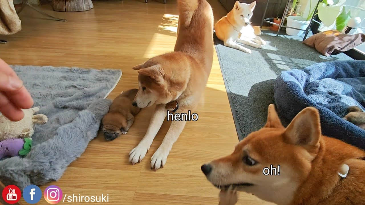 ОХ УХ ТЫ, ШИРО!
