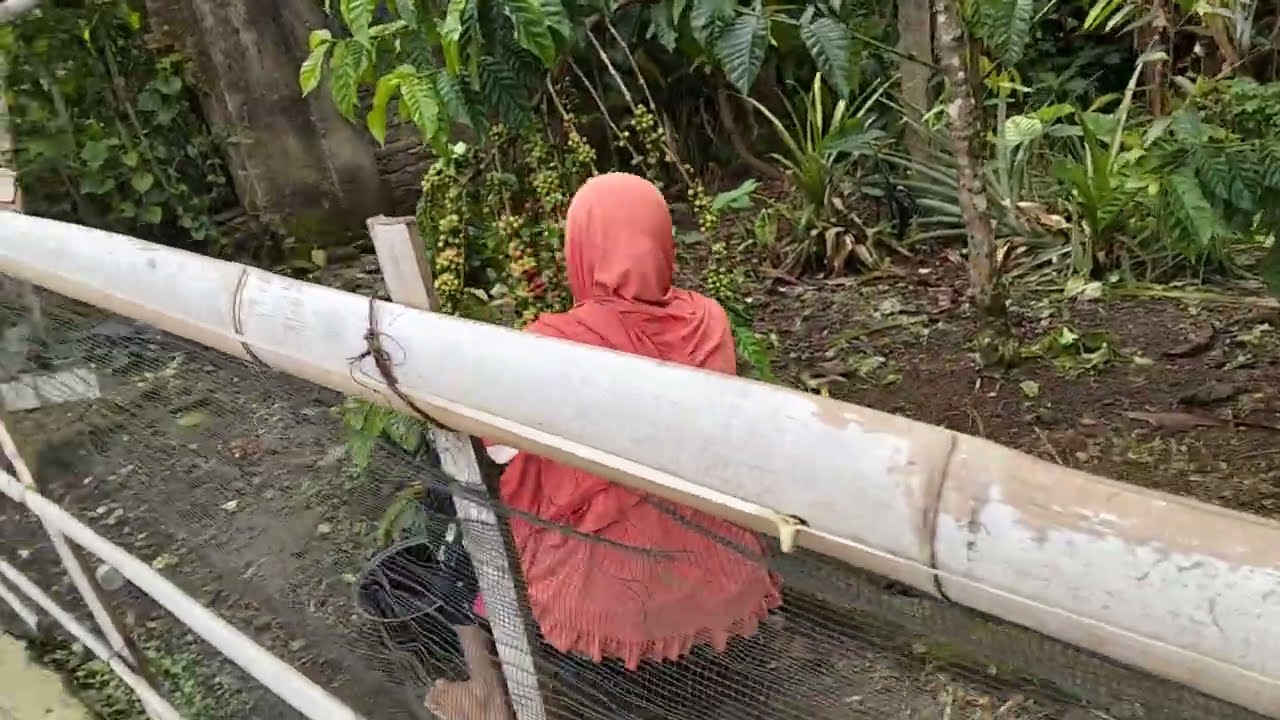 LIAT NENEK METIK KOPI 