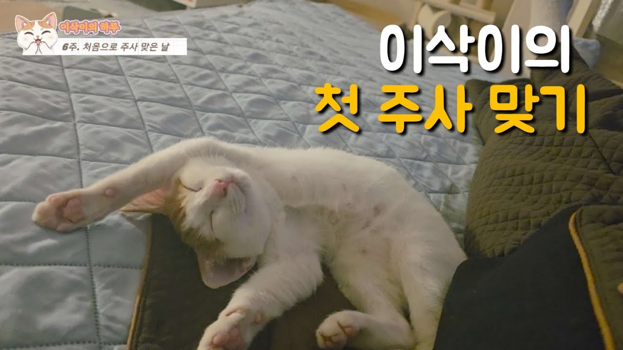 [6주] 처음으로 주사를 맞았어요! (삭아~넌 잘 때가 제일 예뻐 ㅋㅋㅋ)