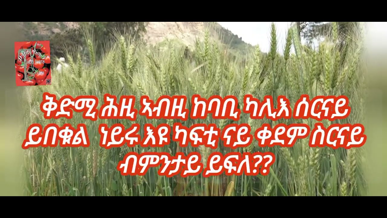 ኩታ ገጠም ዝተመረፀ ዘርኢ  ጣፍ: ስገም :ስርናይ ኣብ ቁሸት ዋዝጋ  ገደብታ።