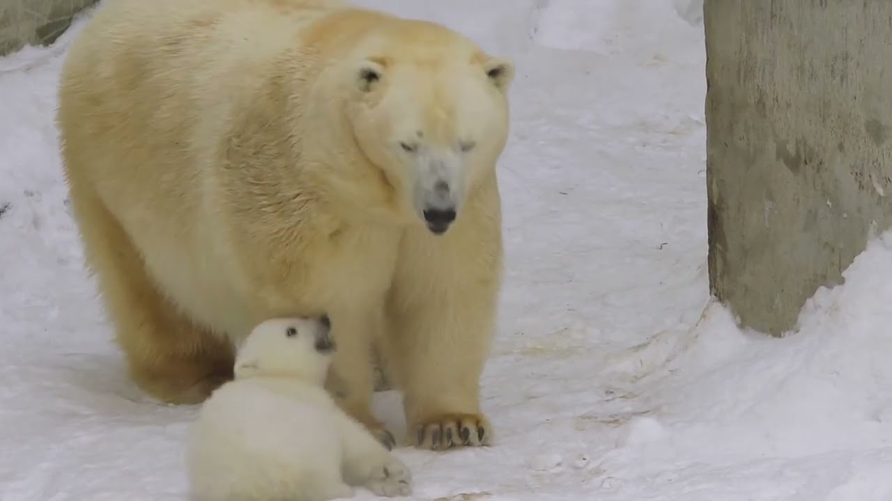 Animal Parenting: How the Wild Teaches Its Young