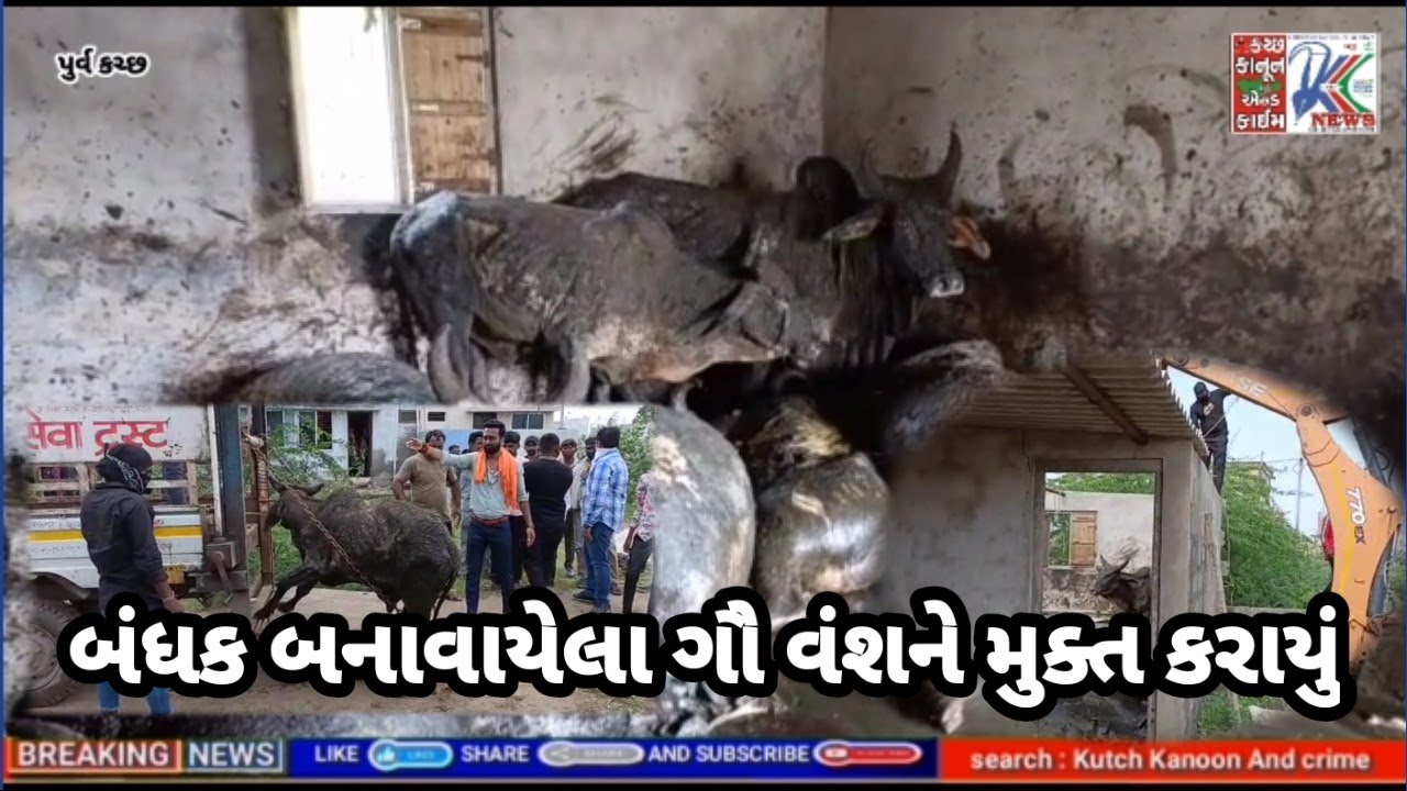 #અંજાર : દશેક દિવસથી વાડામાં પુરાયેલ ગૌ વંશ મળી આવતા ખળભળાટ મચી ગયું...