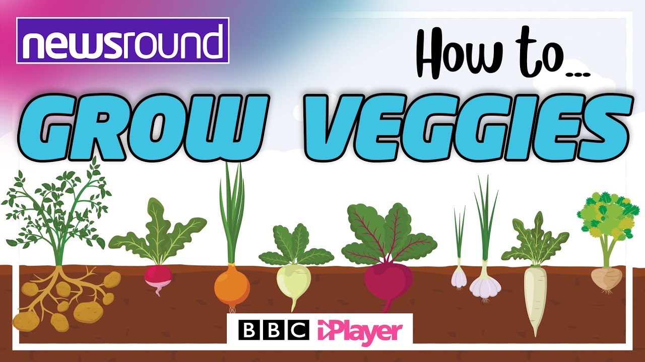 How to GROW VEGETABLES | A beginners guide | Newsround
