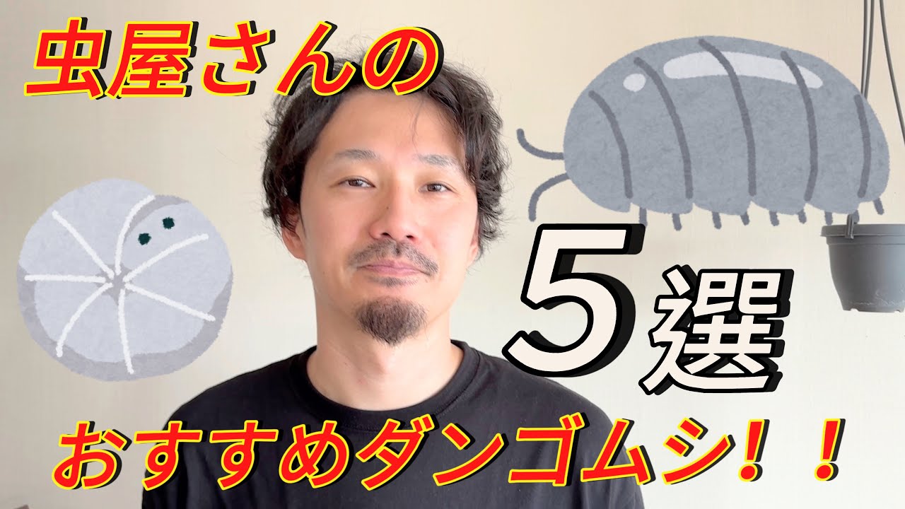 【ダンゴムシ】おすすめダンゴムシ５種類紹介します！！
