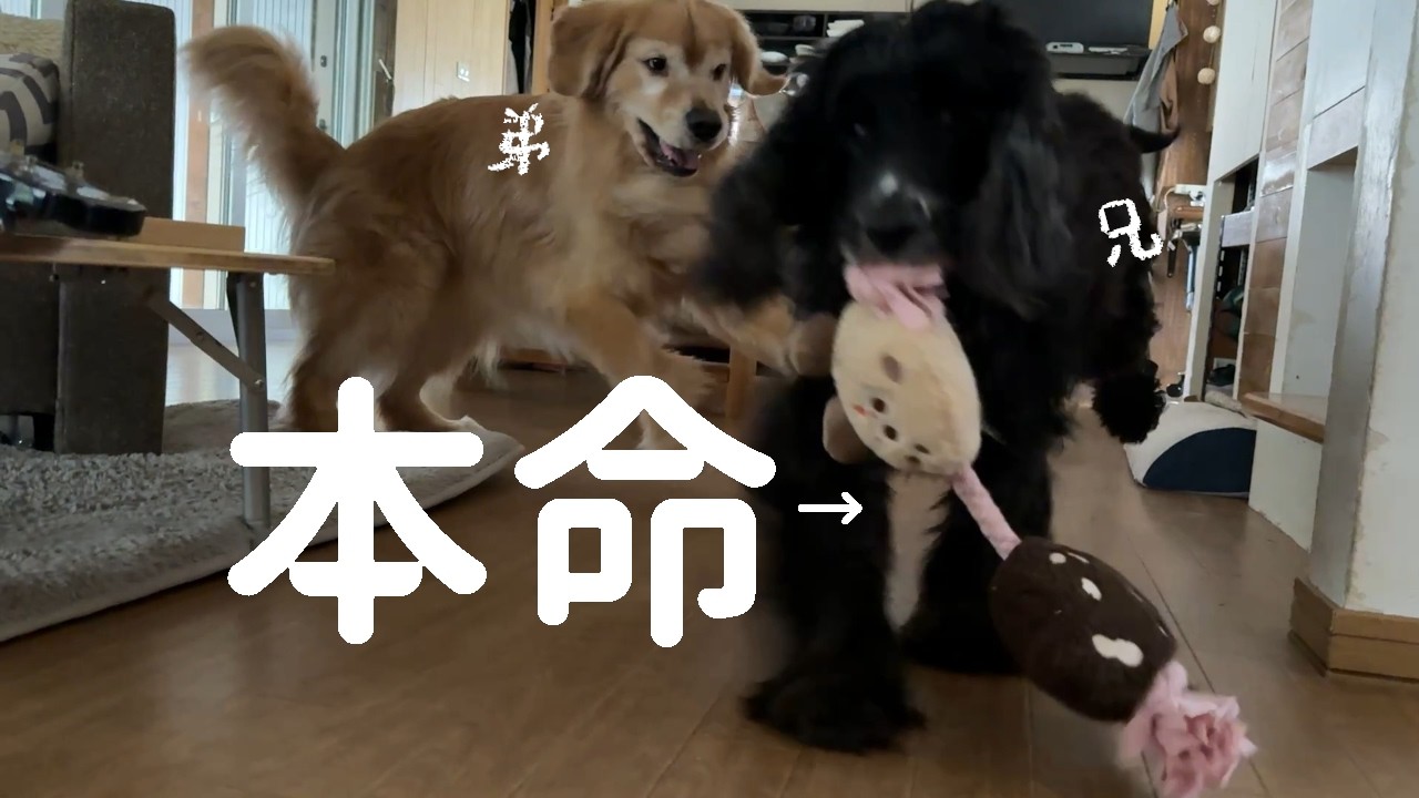 本命のオモチャを兄から借りる為にあれこれ策を練る弟犬