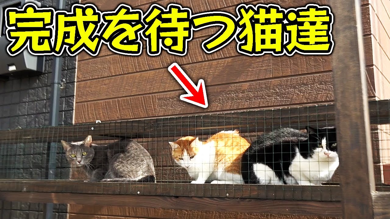 猫小屋の完成待ちで猫の行列が出来たwww