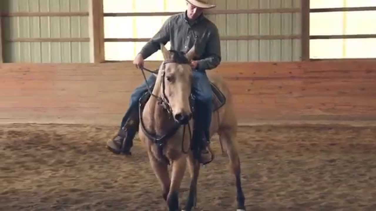Beautiful Buckskin Quarter Horse for sale - Queen Merry Legs