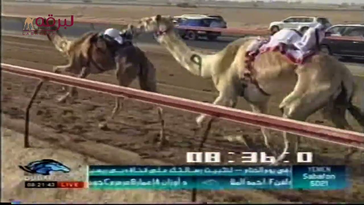 حرير لـ سالم سعيد منانه السويدي (ختامي المرموم 12-3-2009) سيف الحيل مهجنات 12:45:3