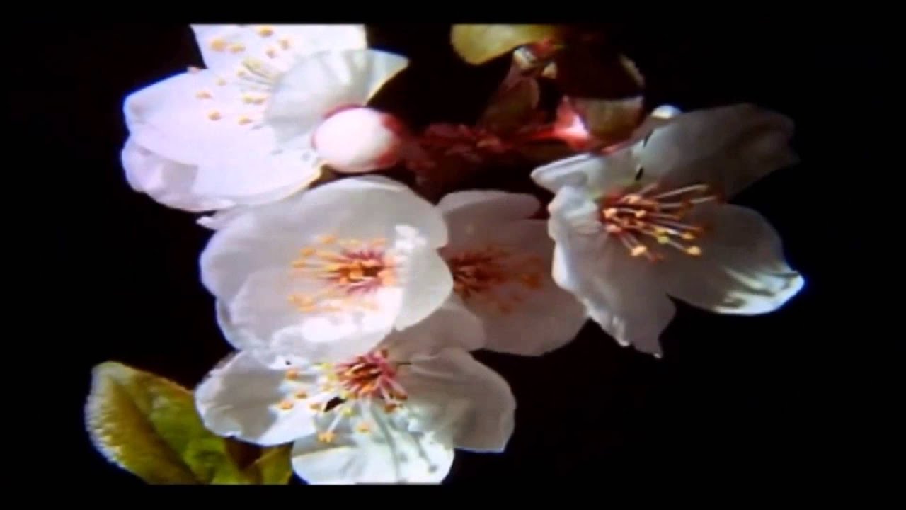 Aes Dana - Morphologies