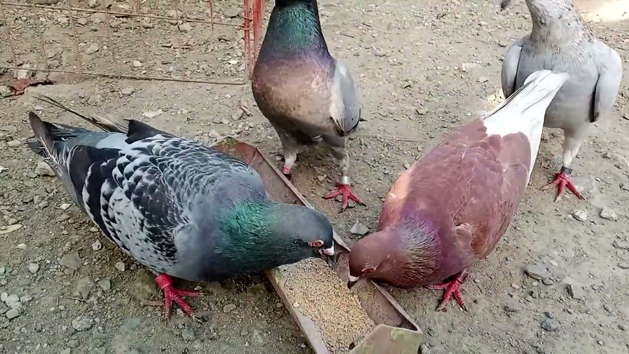 Ganda Ng Barako kalapatids 