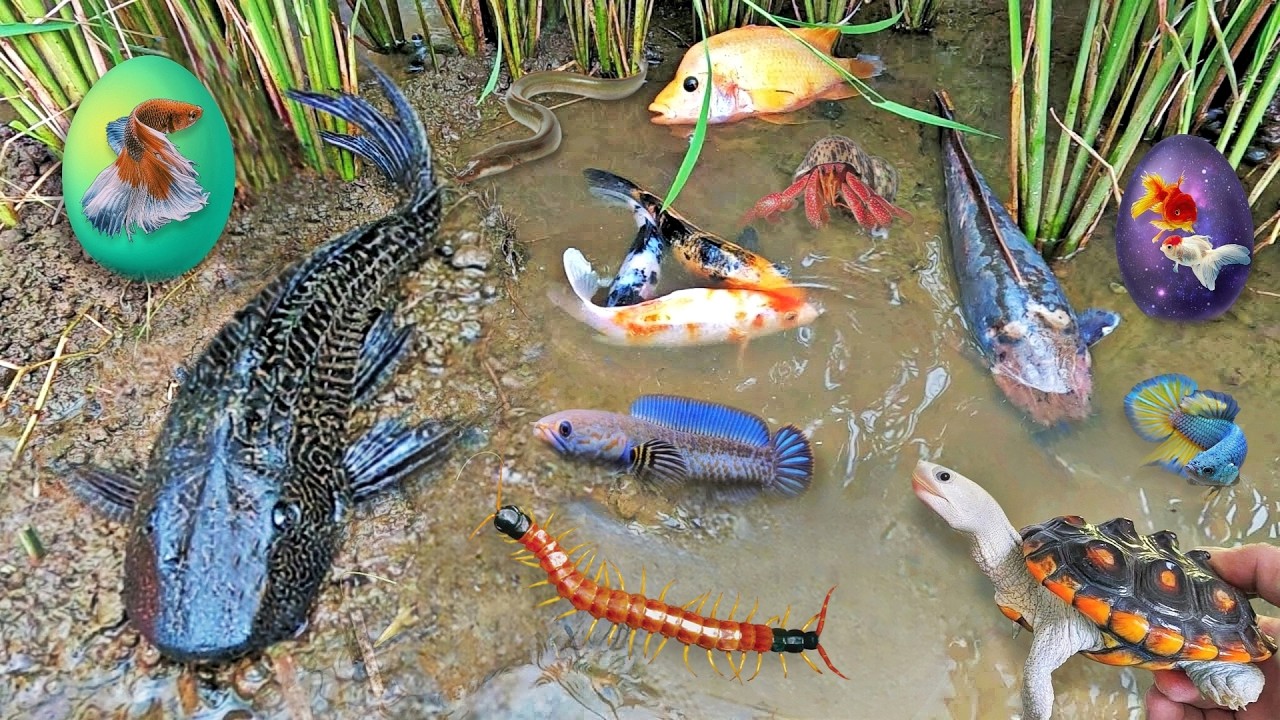 Catching Mini Ornamental Puffer Fish In Tiny Pond Baby Arowana Fish Blue Guppy Cherry Fish Koi #