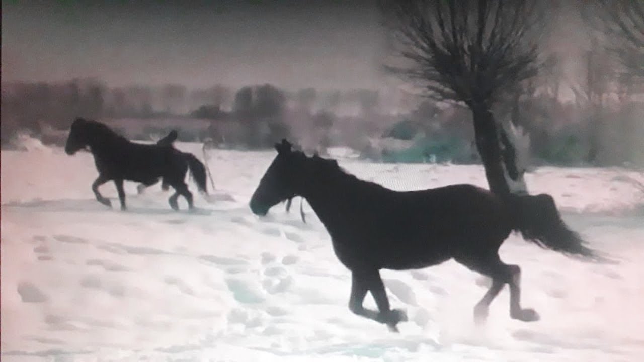Horses in the snow  Konji u snijegu
