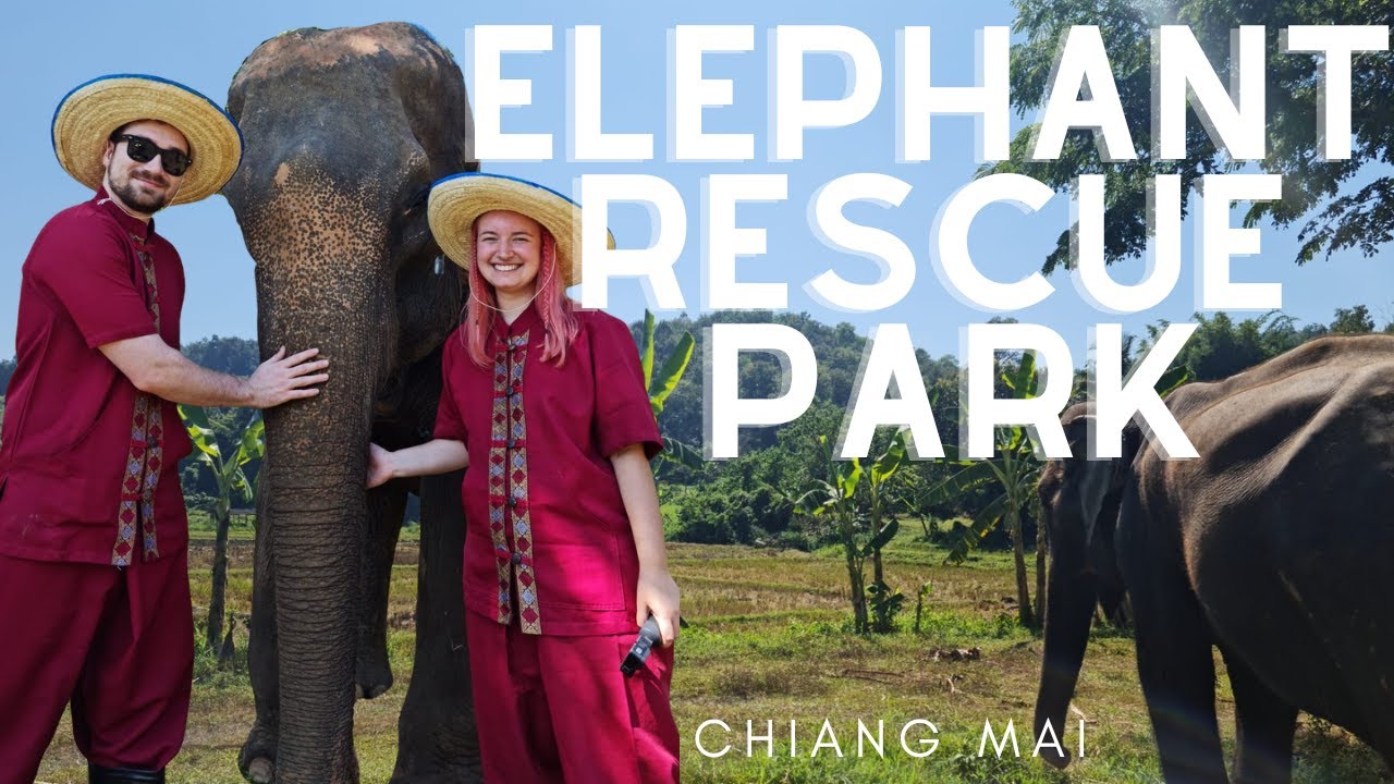 Spending the Day with ELEPHANTS in CHIANG MAI