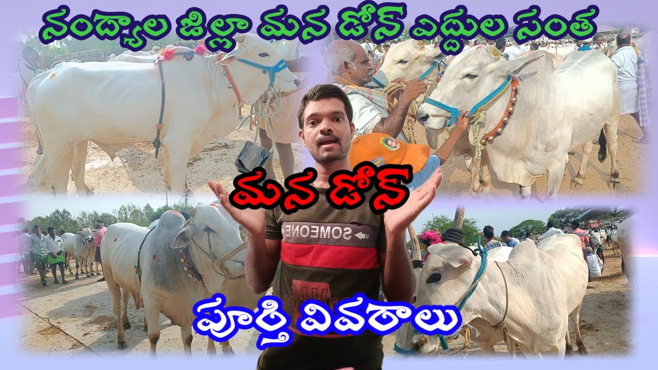 మన డోన్ గురువారం ఎద్దుల సంత రేట్లు ఎలా ఉన్నాయో తెలుసుకుందాం రండి//bulls market in Dhone//